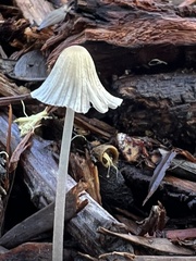 Mycena leptocephala