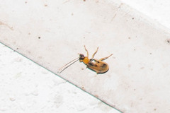 Diabroticina
