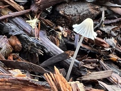 Mycena leptocephala