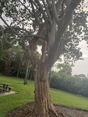 Ficus religiosa