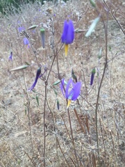 Conanthera bifolia