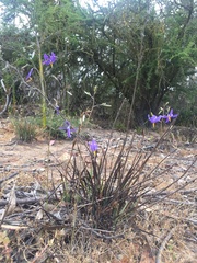 Conanthera bifolia