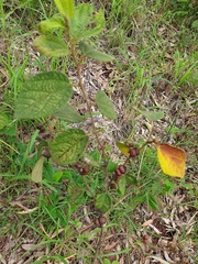 Grewia latifolia