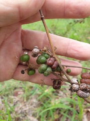 Grewia latifolia