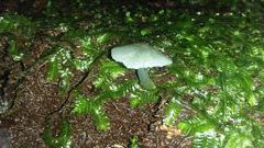 Gliophorus