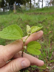 Grewia latifolia
