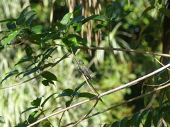 Campylopterus largipennis