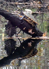 Pseudemys