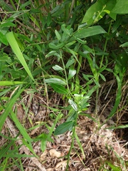 Citrus australis