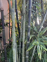 Phyllostachys nigra