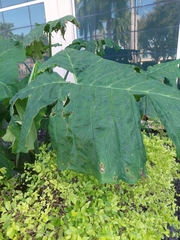 Xanthosoma sagittifolium