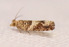 Spilonota constrictana
