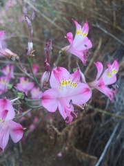 Alstroemeria