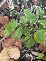 Polyscias guilfoylei