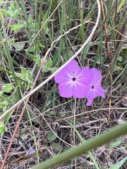 Phlox cuspidata