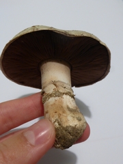 Agaricus bitorquis