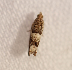 Spilonota constrictana