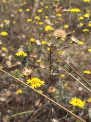 Lessingia germanorum