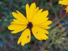 Coreopsis leavenworthii