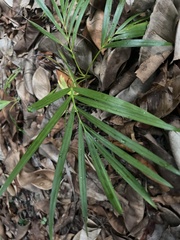 Ptychosperma elegans