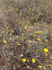 Lessingia germanorum