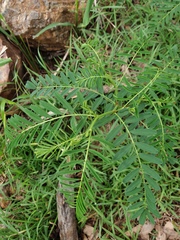 Indigofera australis