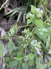 Eupatorieae