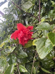 Hibiscus