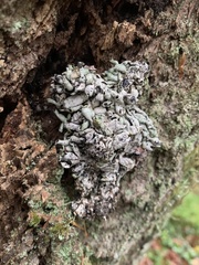 Hypogymnia occidentalis