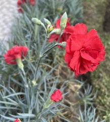 Dianthus caryophyllus