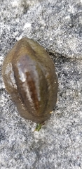 Veronicellidae