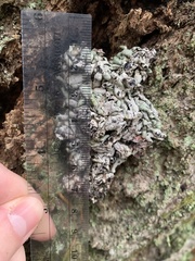 Hypogymnia occidentalis