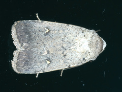 Proteuxoa tibiata