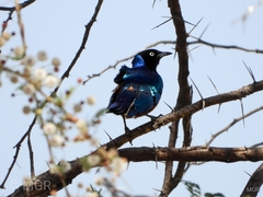 Lamprotornis superbus