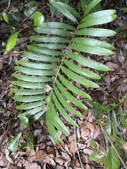 Zamia