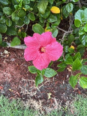 Hibiscus