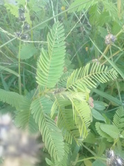 Polybia occidentalis