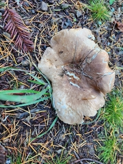 Clitocybe brunneocephala