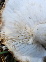 Clitocybe brunneocephala