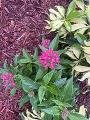 Pentas lanceolata