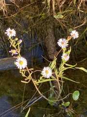 Symphyotrichinae