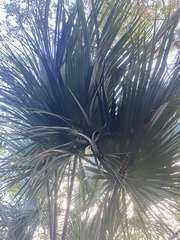 Arecaceae