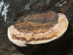 Phellinus populicola