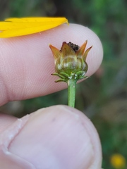 Coreopsis leavenworthii
