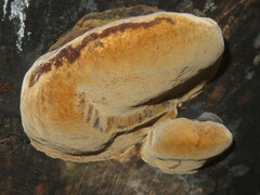 Phellinus populicola