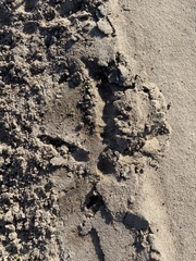 Meleagris gallopavo osceola