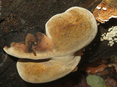 Phellinus populicola