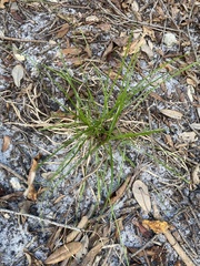Cyperus croceus