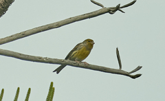 Serinus canaria