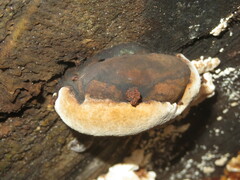 Phellinus populicola